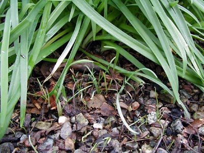 Ipheon Alberto Casteillo seedlings